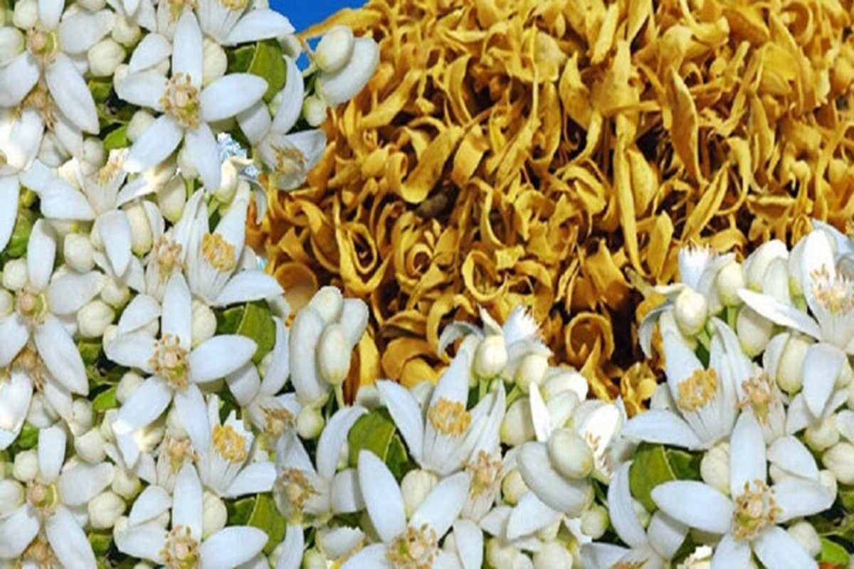 بهار نارنج