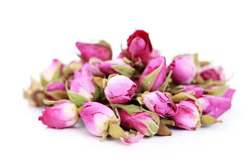 غنچه گل محمدی